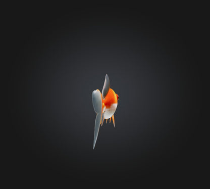 3D model Goldfish VR / AR / low-poly
