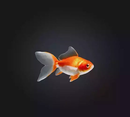 3D model Goldfish VR / AR / low-poly