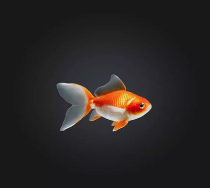 3D model Goldfish VR / AR / low-poly