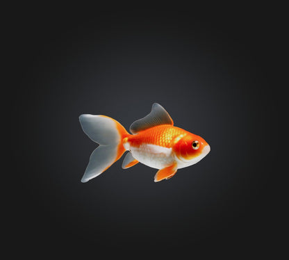 3D model Goldfish VR / AR / low-poly