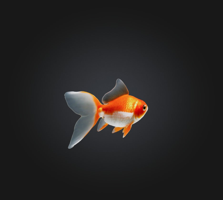 3D model Goldfish VR / AR / low-poly