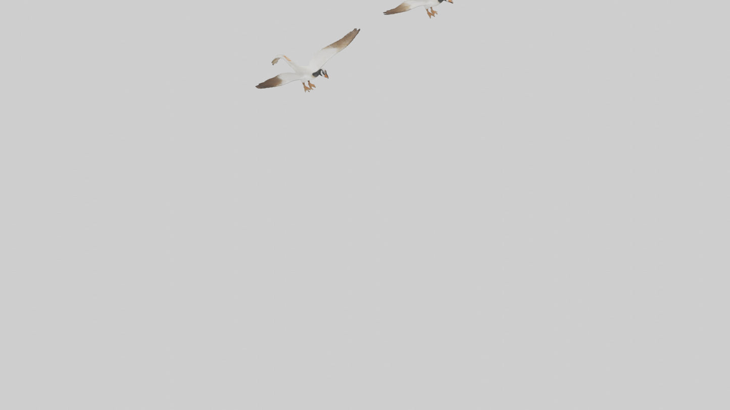 3D model Goose flying in formation model VR / AR / low-poly