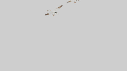 3D model Goose flying in formation model VR / AR / low-poly