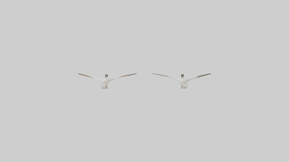 3D model Goose flying in formation model VR / AR / low-poly