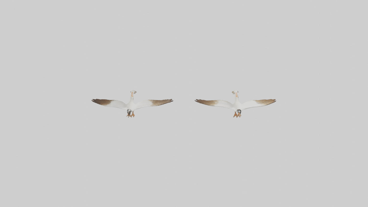 3D model Goose flying in formation model VR / AR / low-poly