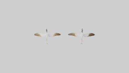 3D model Goose flying in formation model VR / AR / low-poly