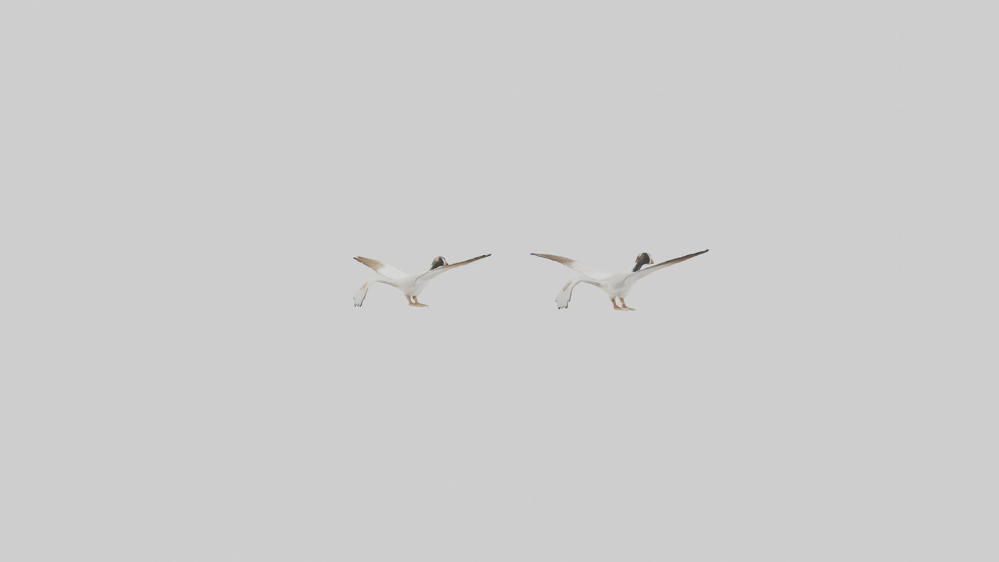 3D model Goose flying in formation model VR / AR / low-poly