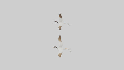 3D model Goose flying in formation model VR / AR / low-poly