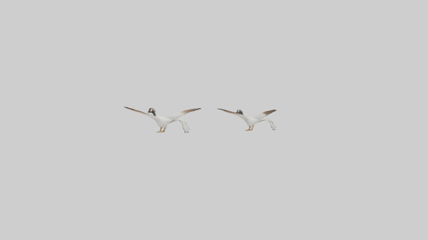 3D model Goose flying in formation model VR / AR / low-poly