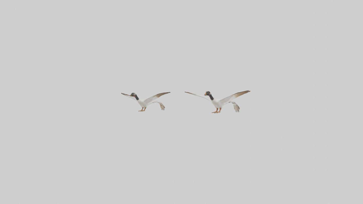 3D model Goose flying in formation model VR / AR / low-poly