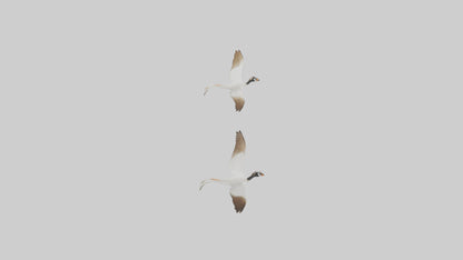 3D model Goose flying in formation model VR / AR / low-poly