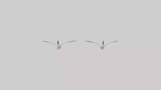 3D model Goose flying in formation model VR / AR / low-poly