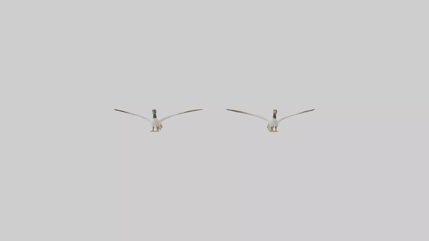 3D model Goose flying in formation model VR / AR / low-poly