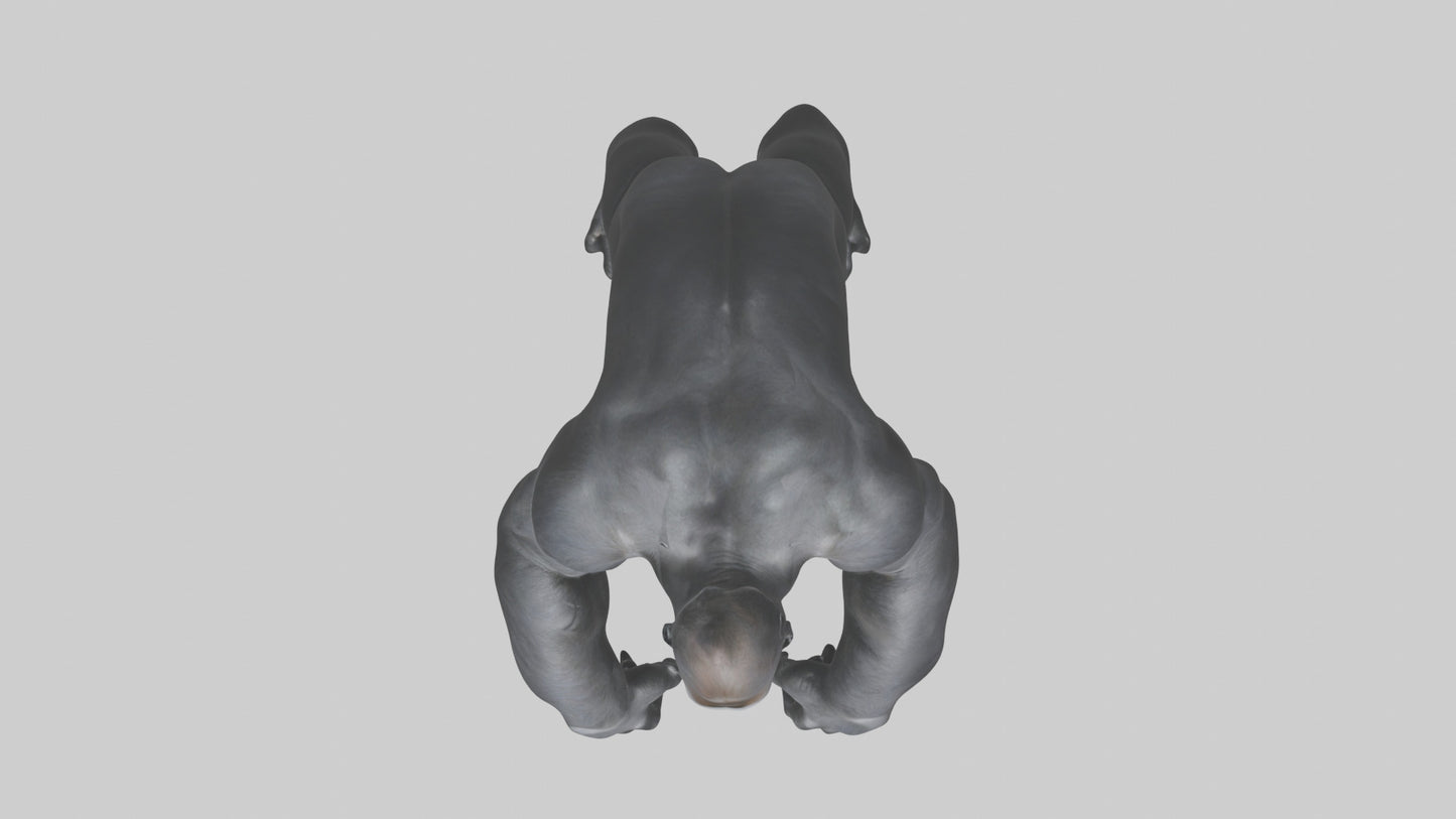 3D model Gorilla Arms VR / AR / low-poly