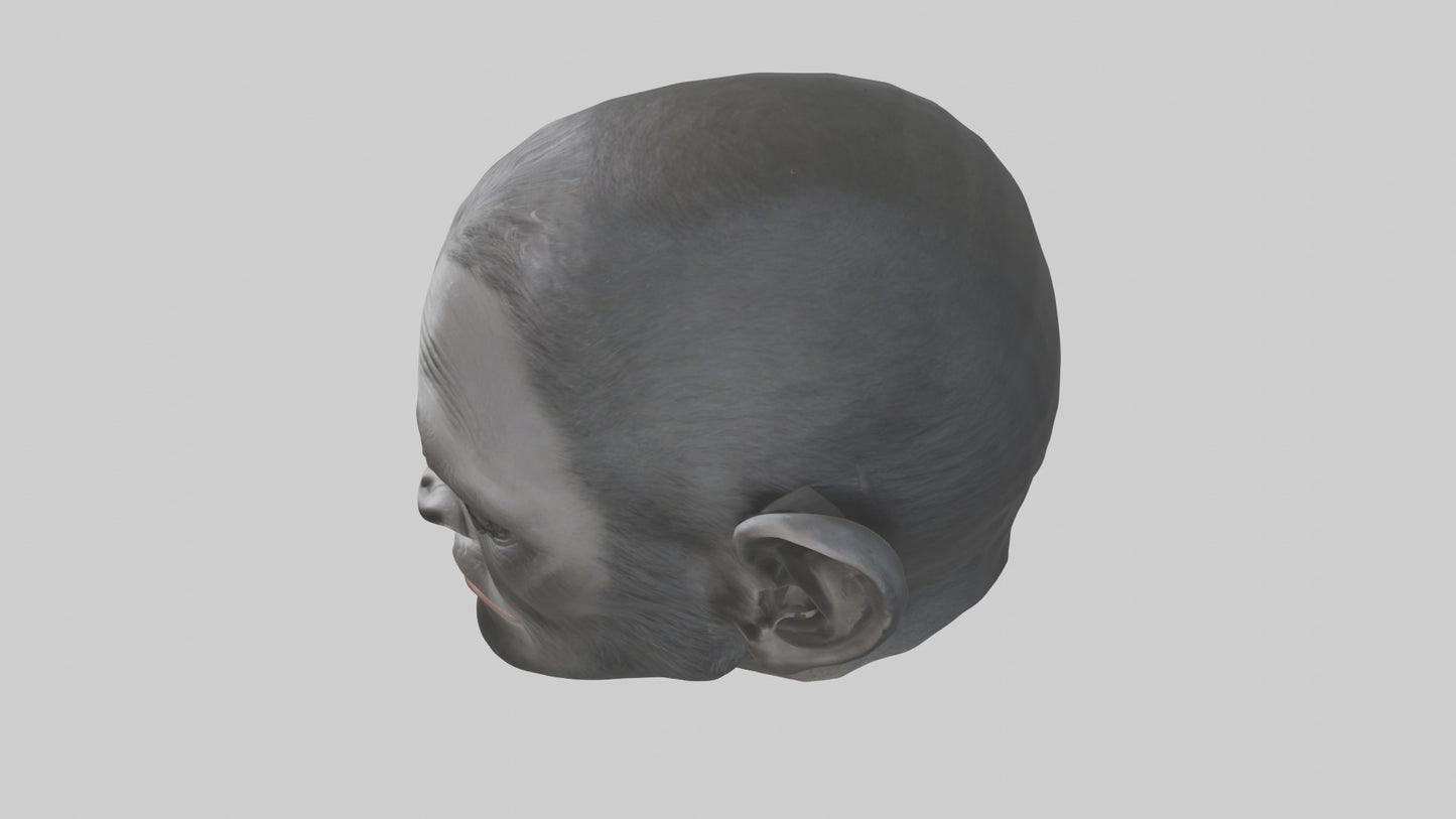 3D model Gorilla Ears Model VR / AR / low-poly