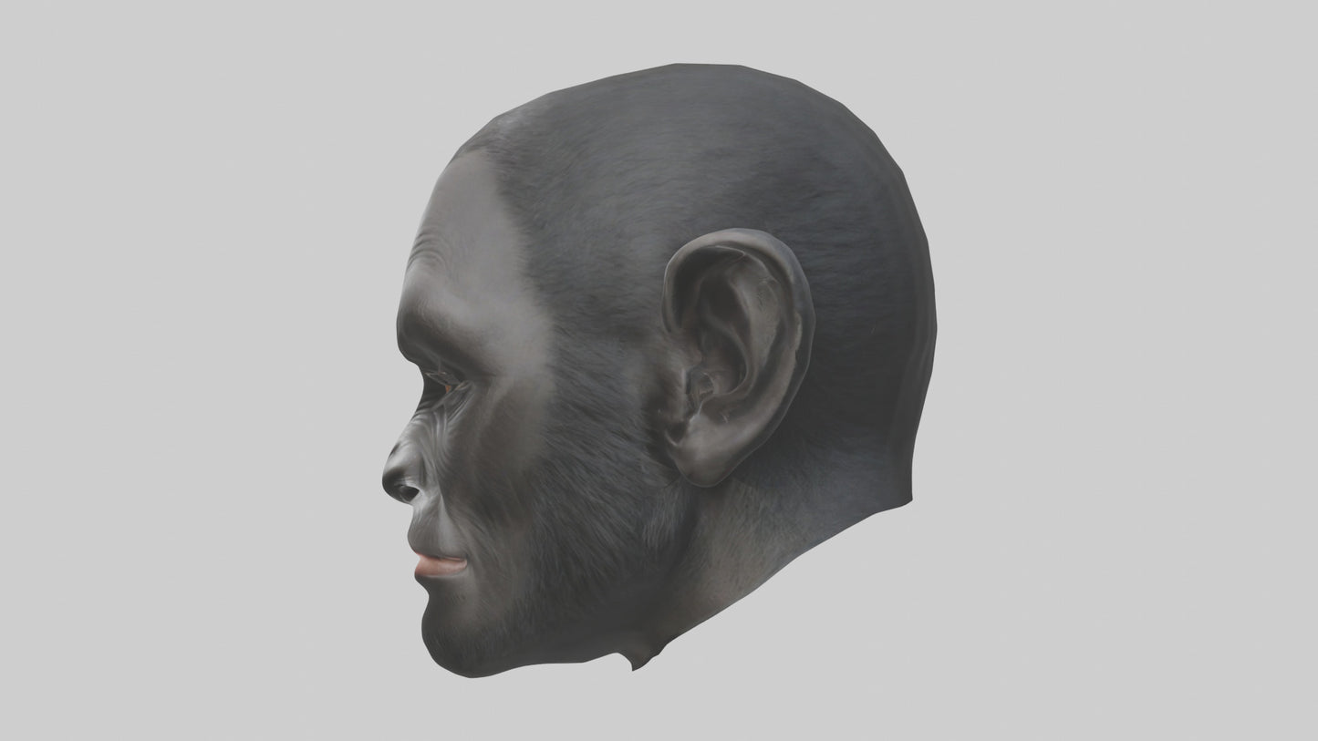3D model Gorilla Ears Model VR / AR / low-poly