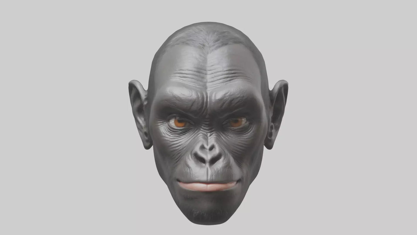 3D model Gorilla Ears Model VR / AR / low-poly