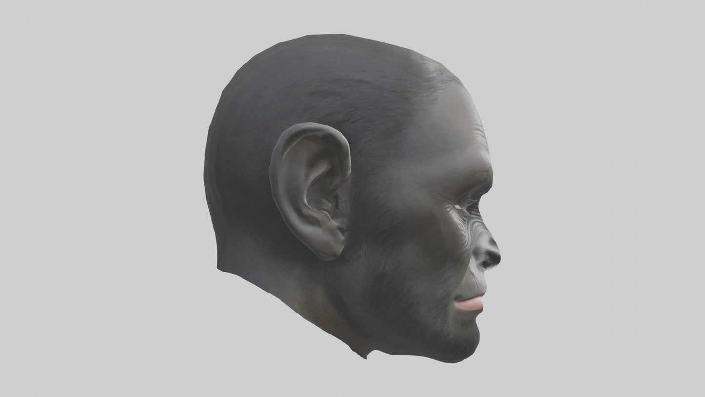 3D model Gorilla Ears Model VR / AR / low-poly