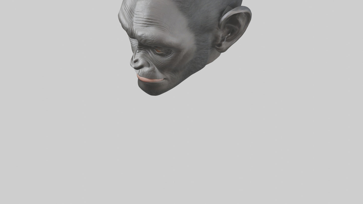 3D model Gorilla Ears Model VR / AR / low-poly