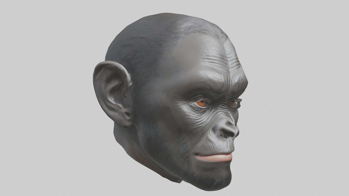 3D model Gorilla Ears Model VR / AR / low-poly