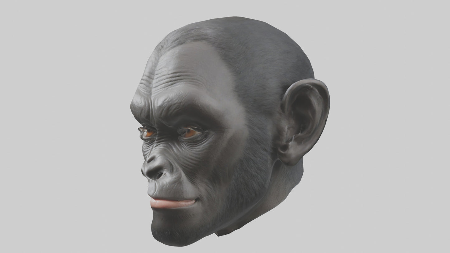 3D model Gorilla Ears Model VR / AR / low-poly