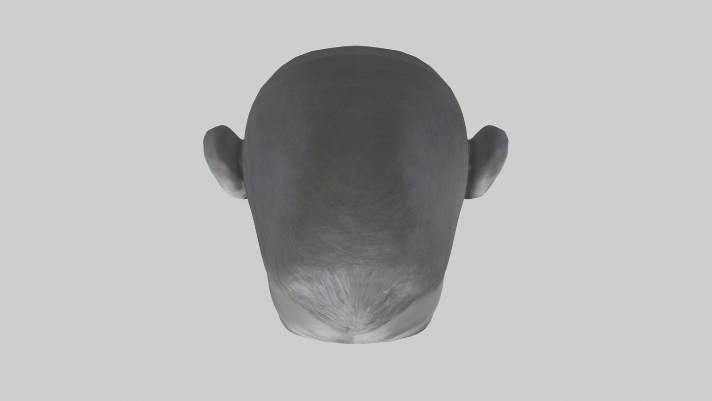 3D model Gorilla Ears Model VR / AR / low-poly