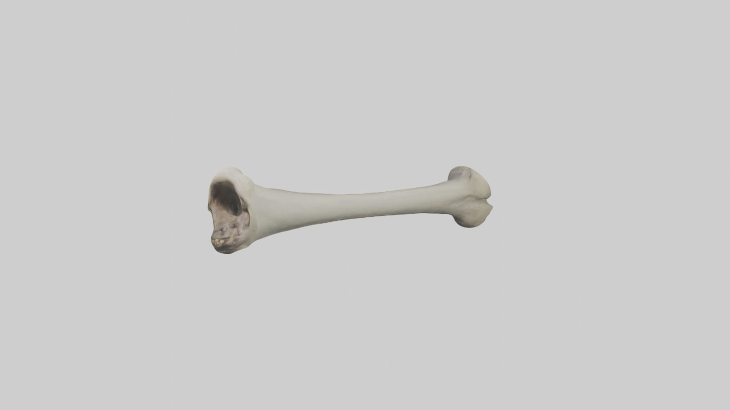 Gorilla Femur 3D model