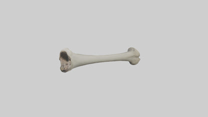 Gorilla Femur 3D model