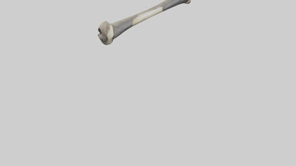 Gorilla Femur 3D model