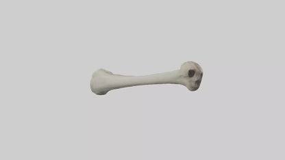 Gorilla Femur 3D model