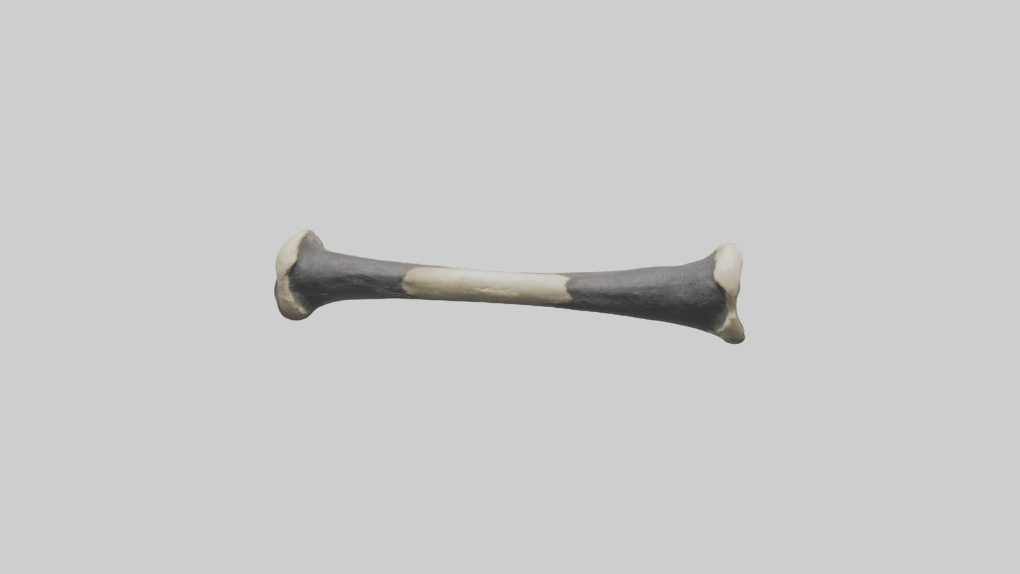 Gorilla Femur 3D model