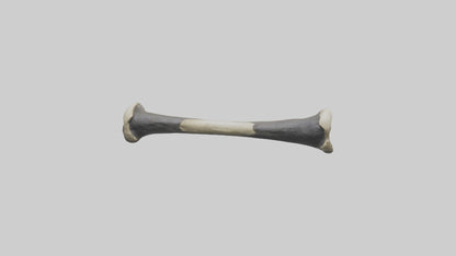 Gorilla Femur 3D model