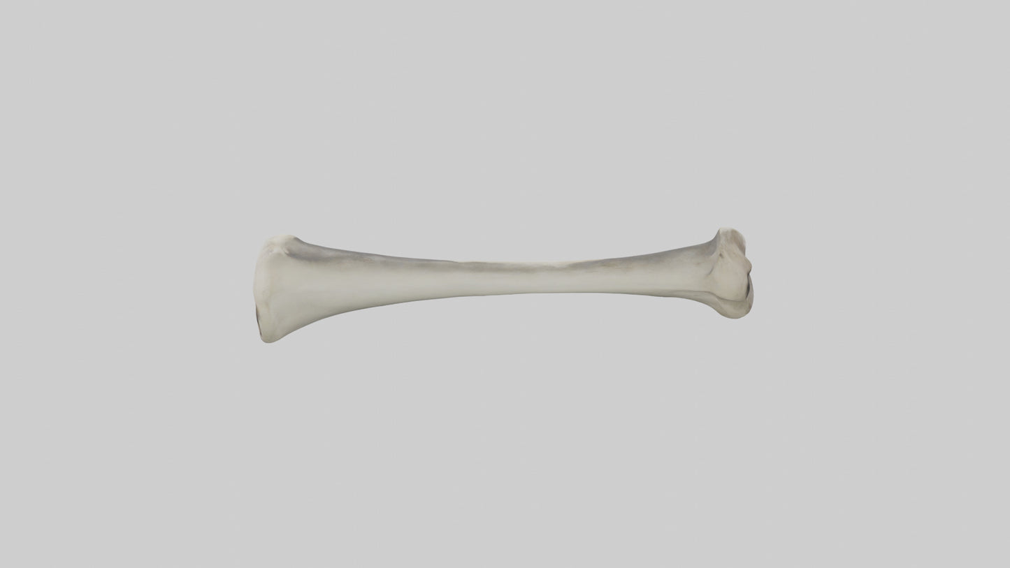 Gorilla Femur 3D model