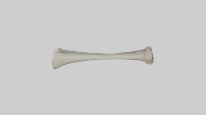 Gorilla Femur 3D model