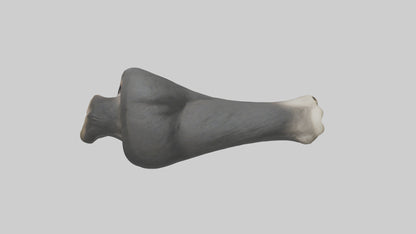Gorilla Femur 3D model