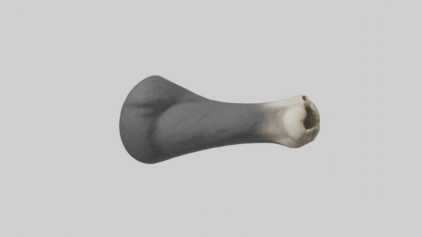 Gorilla Femur 3D model