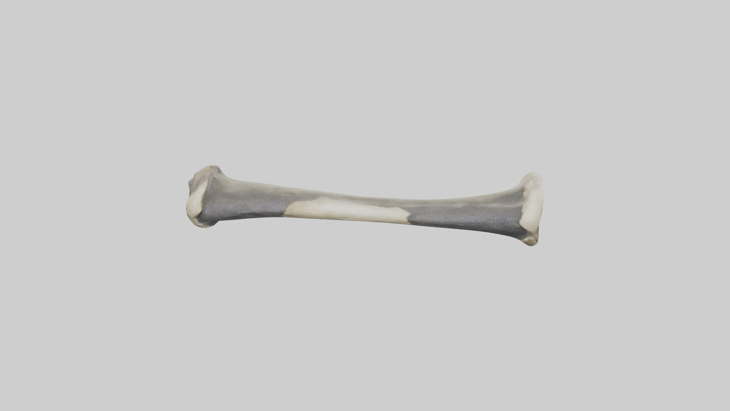 Gorilla Femur 3D model