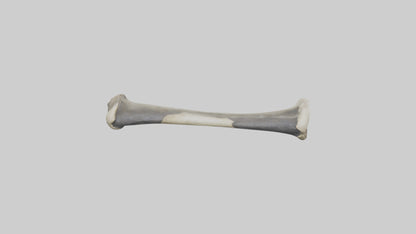 Gorilla Femur 3D model
