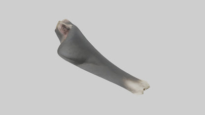 Gorilla Femur 3D model