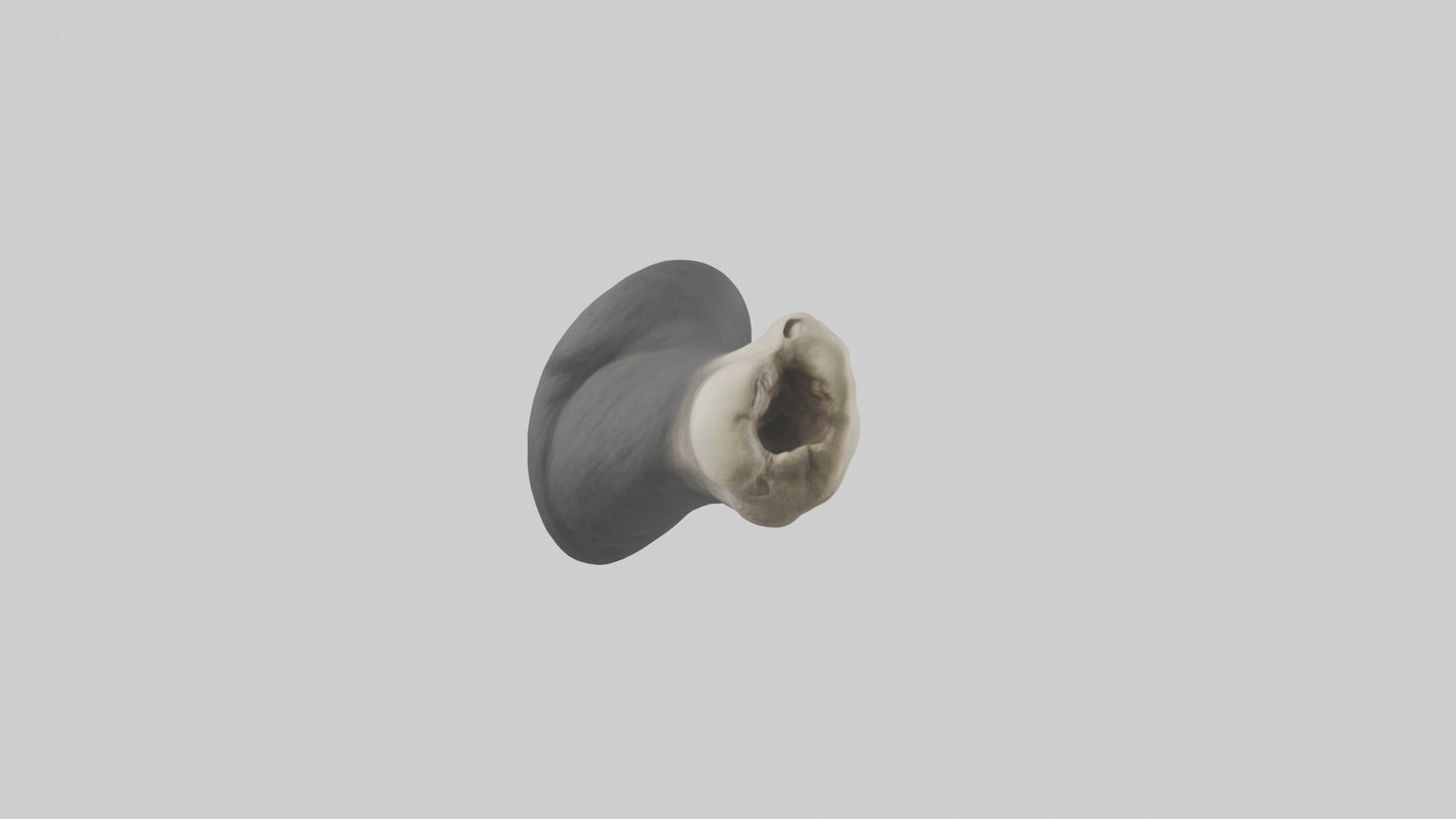 Gorilla Femur 3D model
