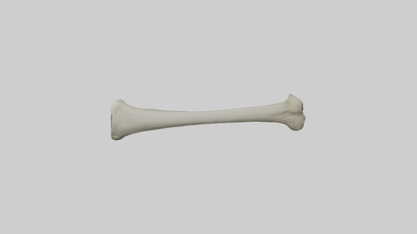 Gorilla Femur 3D model