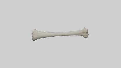 Gorilla Femur 3D model