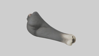 Gorilla Femur 3D model