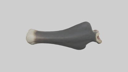 Gorilla Femur 3D model