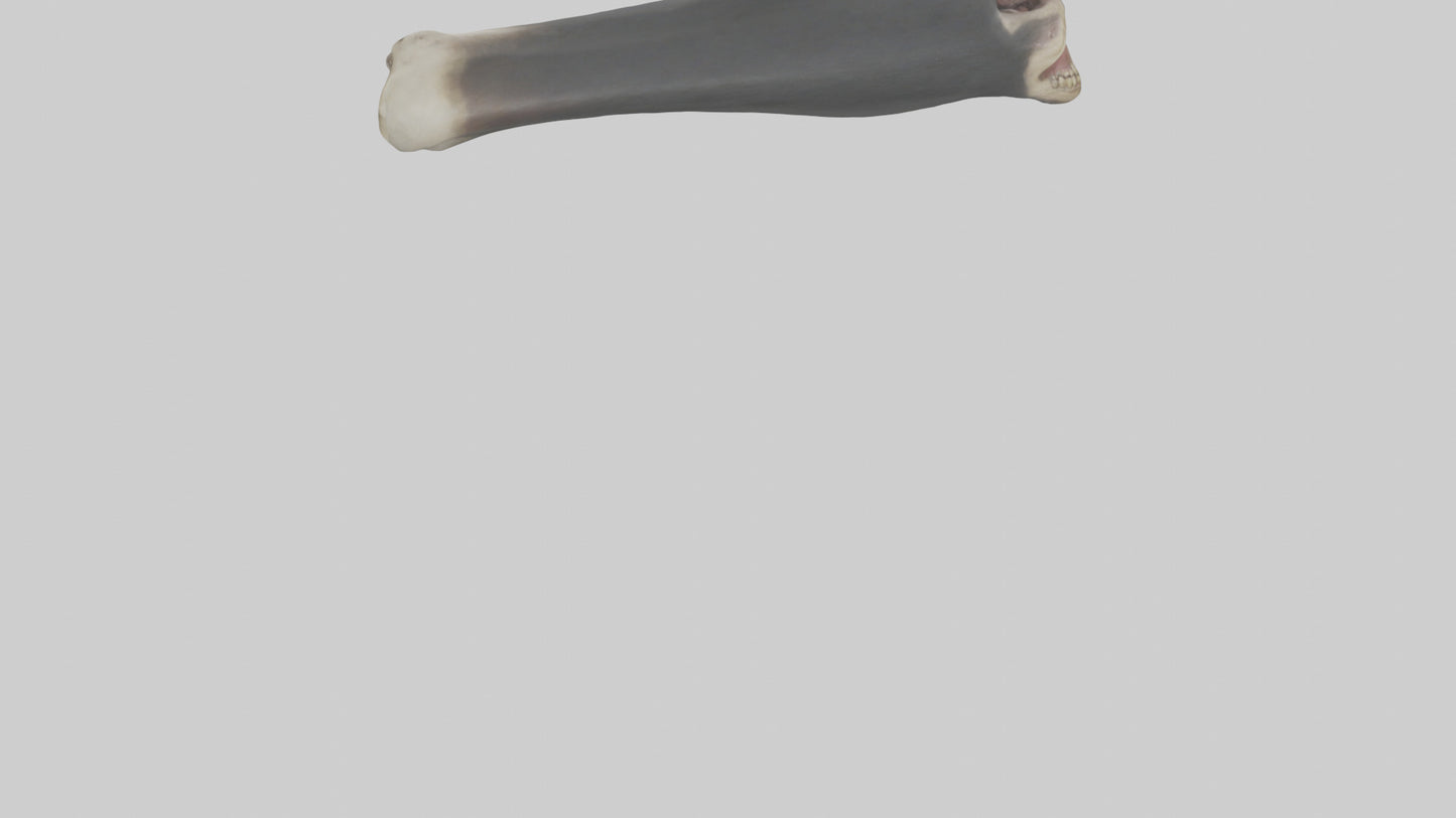 Gorilla Femur 3D model