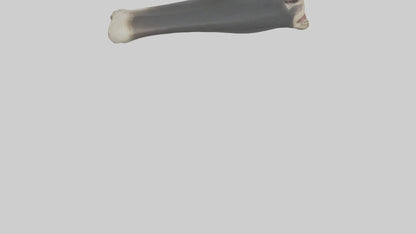 Gorilla Femur 3D model