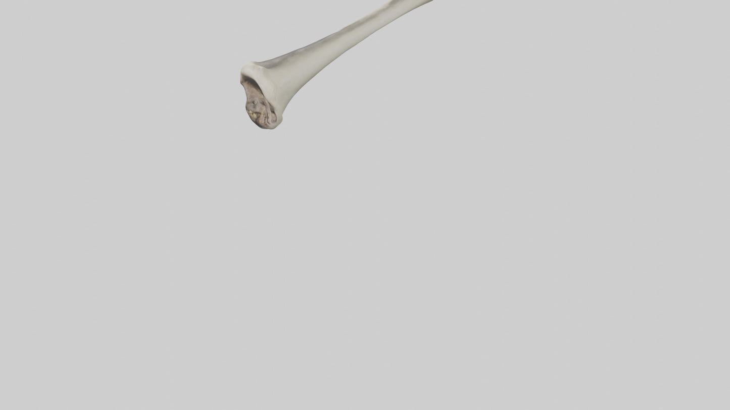 Gorilla Femur 3D model