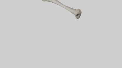 Gorilla Femur 3D model