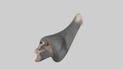 Gorilla Femur 3D model