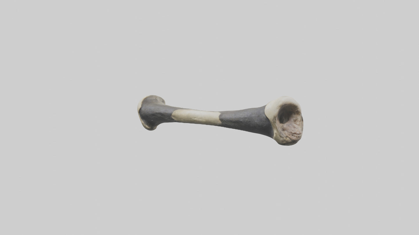 Gorilla Femur 3D model